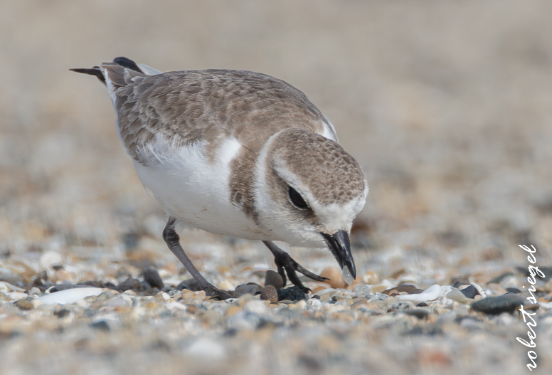 Snowy plover